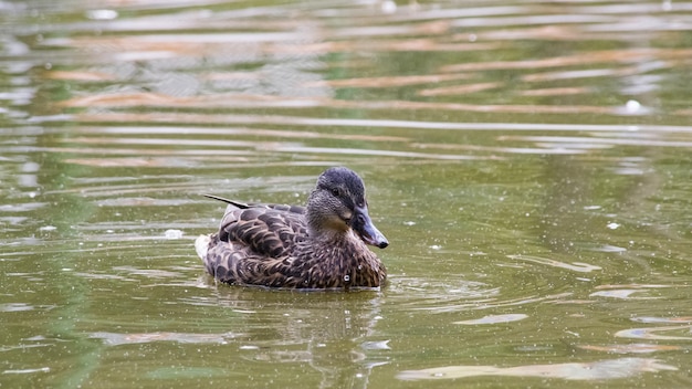 Pato nada en agua verde sucia en un río