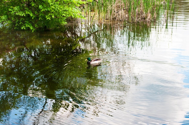 Un pato nada en un estanque con un árbol al fondo.