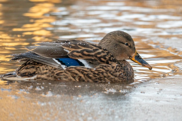 Un pato nada en un estanque congelado.