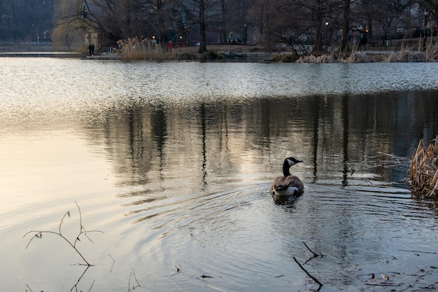 Un pato nada en un estanque con el reflejo de los árboles en el agua.