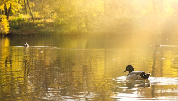 El pato nada en el lago en el parque de otoño paisaje dorado de otoño