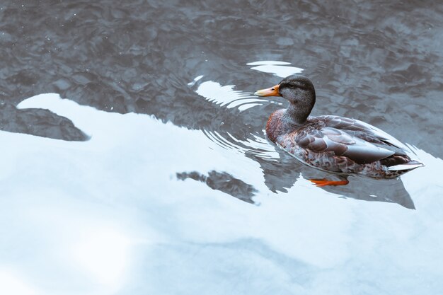 Pato nada en el lago.