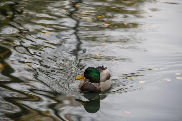 pato nada lentamente a lo largo de la orilla