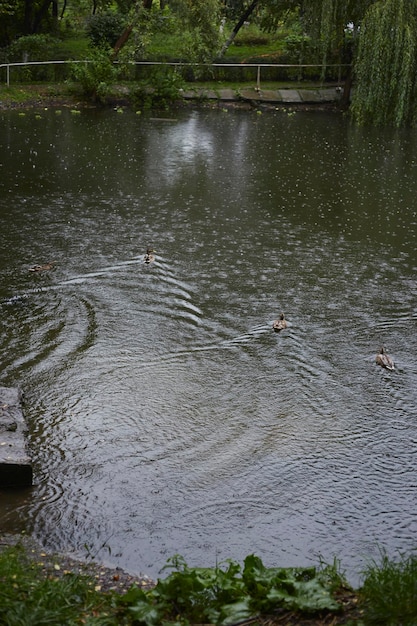 Pato nada na lagoa do parque na chuva