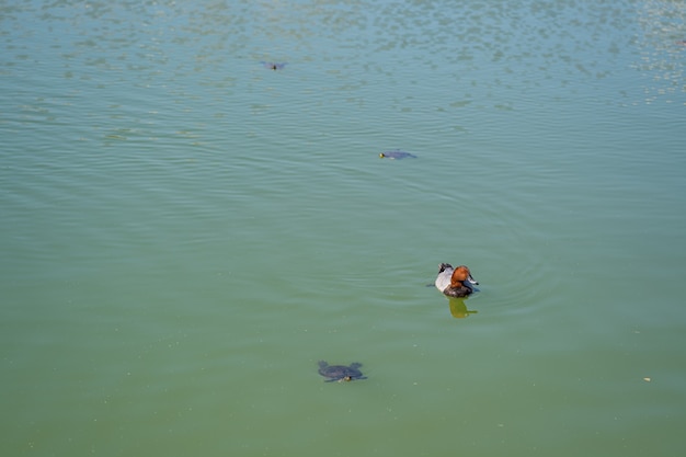 Pato nadando en el agua del lago