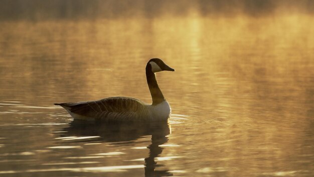 Foto un pato está nadando en el agua con el sol detrás de él