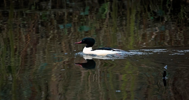 Foto un pato está nadando en el agua.