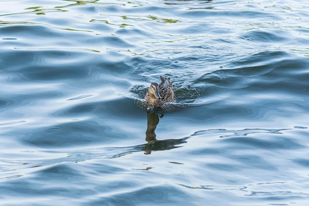 pato nadando en el agua