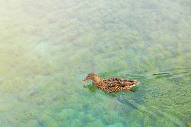 Pato nadando en aguas turquesas del lago alpino