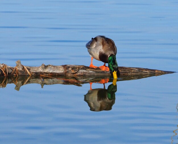 Foto pato nadando em um lago