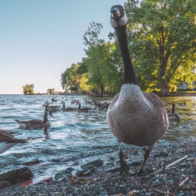 Foto pato nadando em um lago