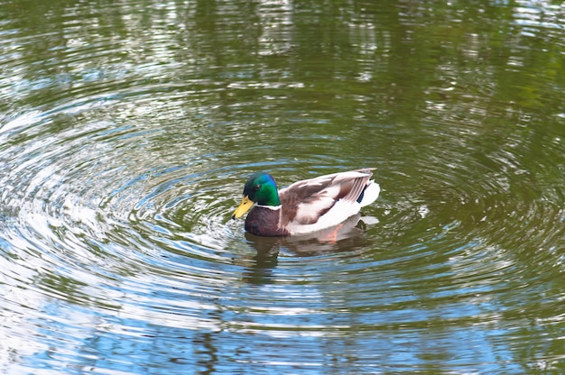 Un pato nadando en un estanque con la palabra pato en él