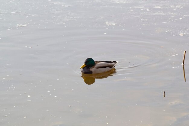 Un pato nadando en un estanque