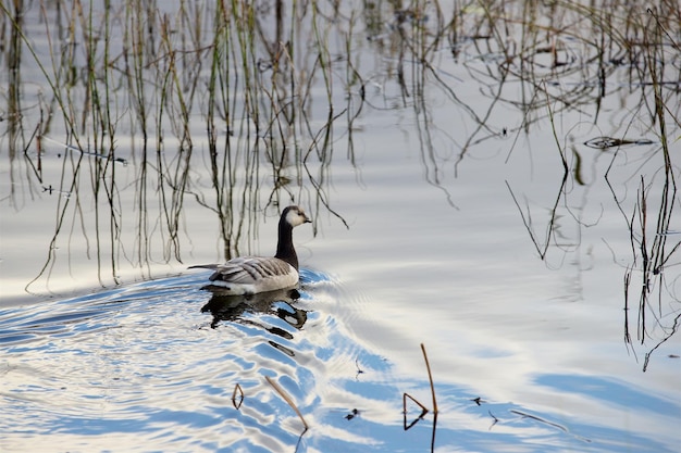 Pato nadando en los juncos de un estanque