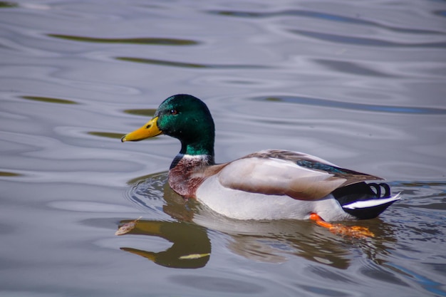 Foto pato nadando en el lago mallard macho animal