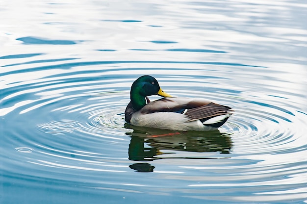 Un pato nadando en un lago con ondas en el agua.