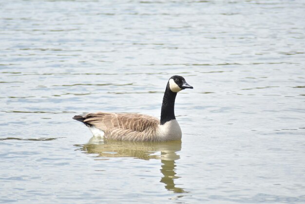 Foto el pato nadando en el lago