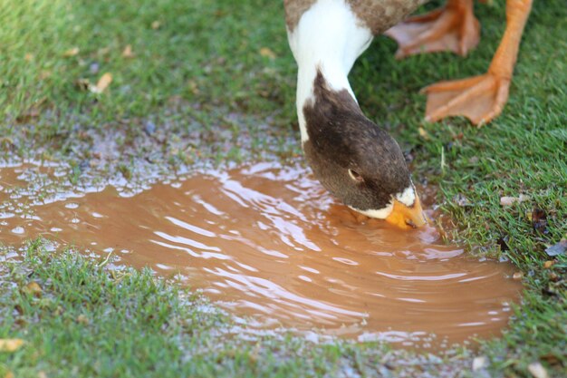 Foto el pato nadando en un lago