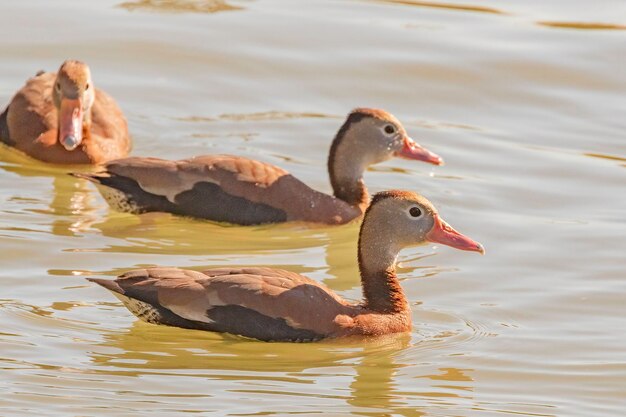 Foto el pato nadando en el lago