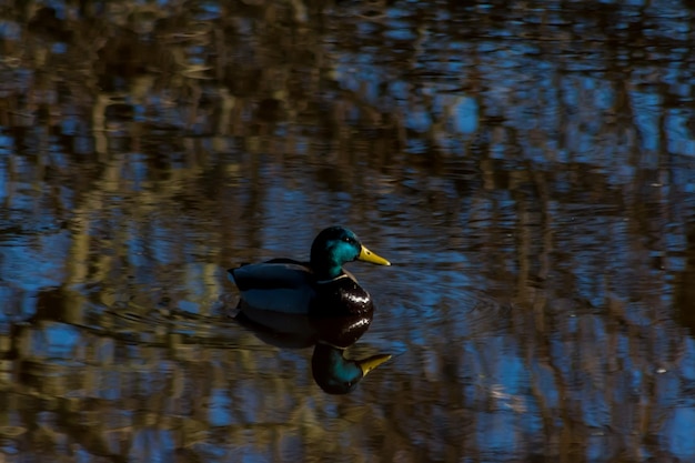 Foto el pato nadando en el lago.