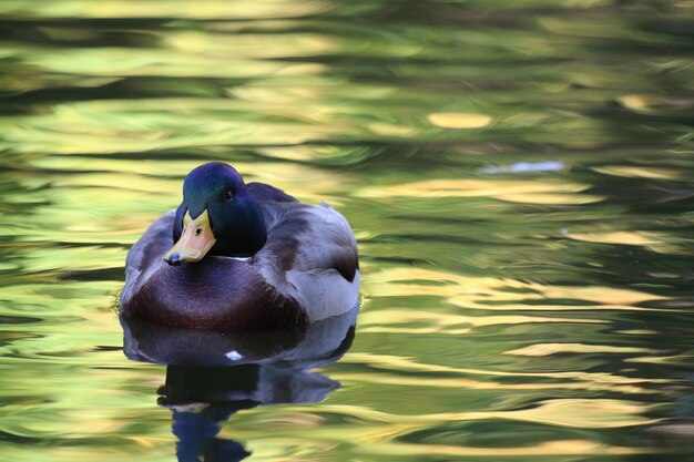 Foto el pato nadando en el lago