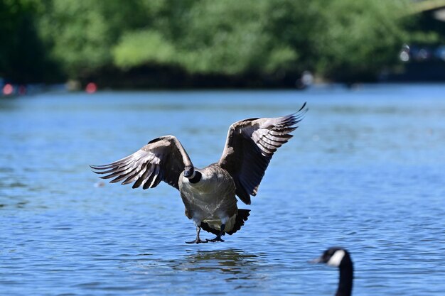 Foto el pato nadando en el lago