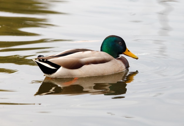 El pato nadando en un lago