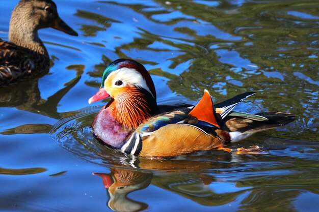 Foto el pato nadando en el lago