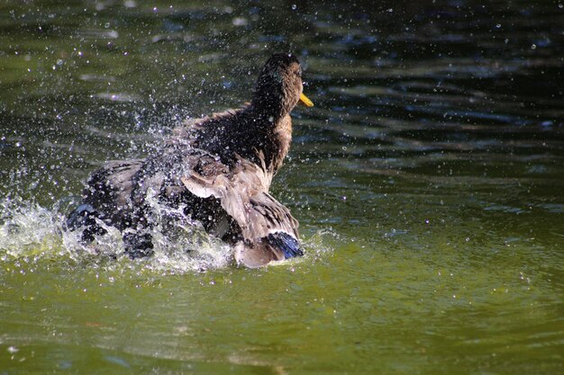 Foto el pato nadando en el lago