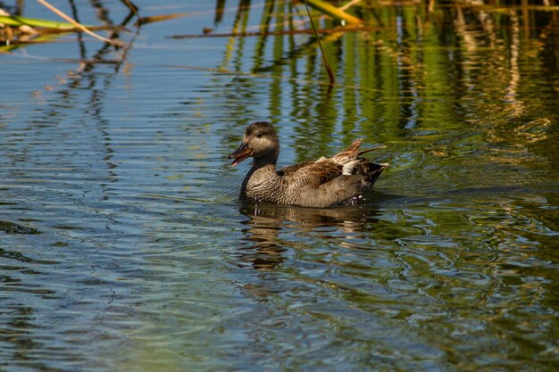 Foto el pato nadando en el lago