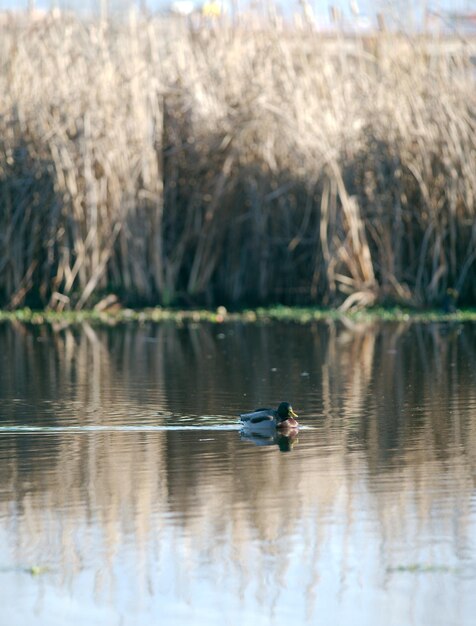 Foto el pato nadando en el lago