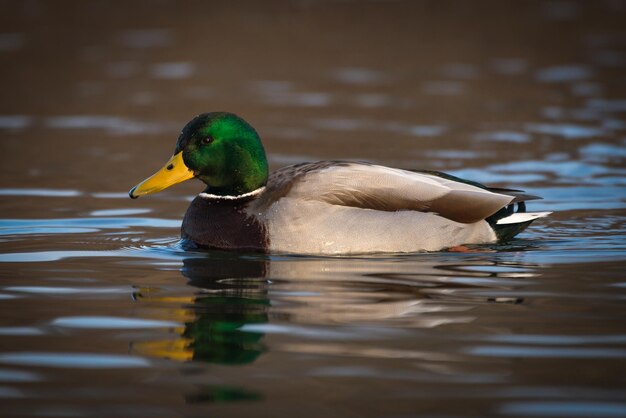 El pato nadando en el lago