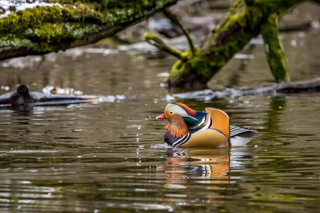 Foto el pato nadando en el lago