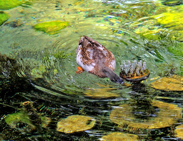 Foto el pato nadando en el lago