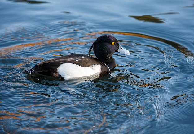 El pato nadando en el lago