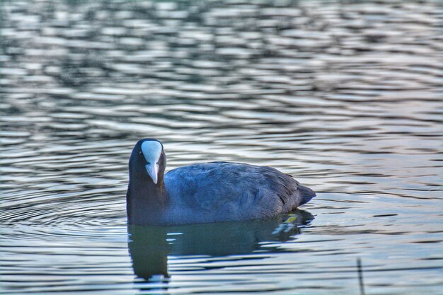 Foto el pato nadando en el lago