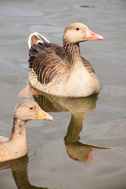 Foto el pato nadando en el lago