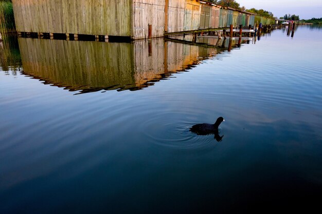 El pato nadando en el lago