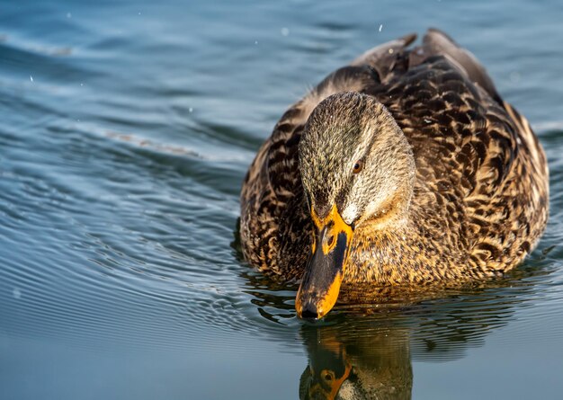 El pato nadando en el lago