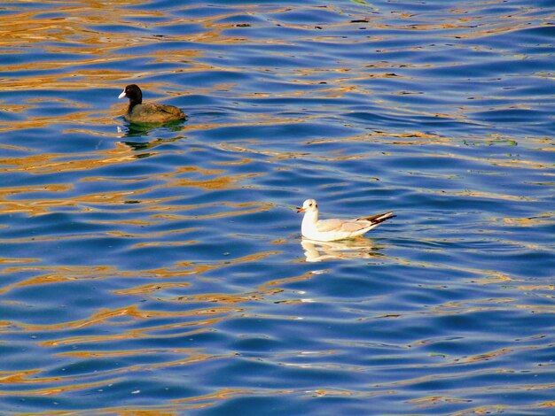 Foto el pato nadando en el lago.