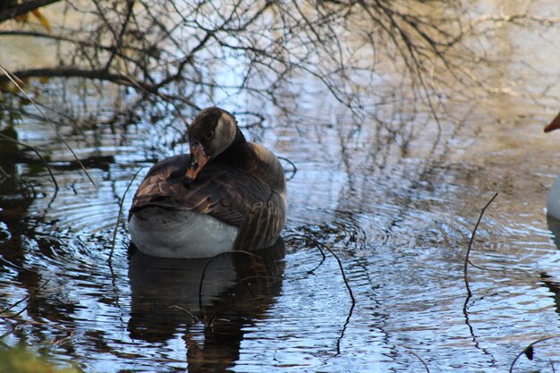 Foto el pato nadando en un lago