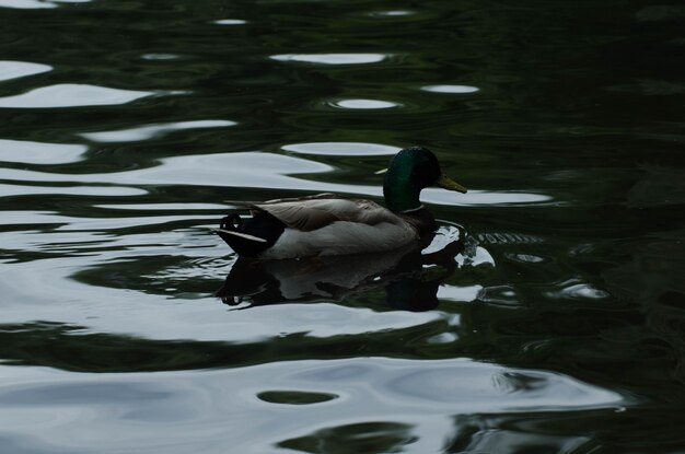 Foto el pato nadando en el lago