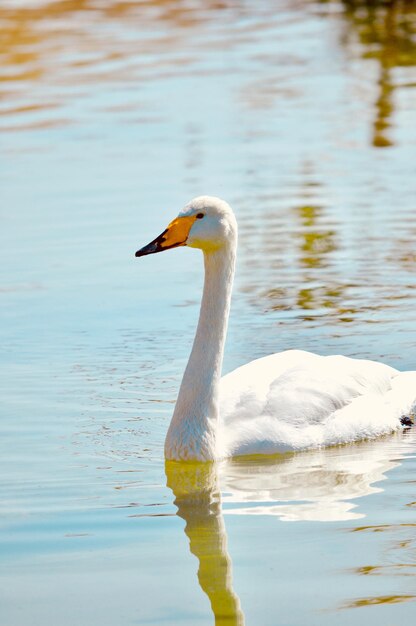 El pato nadando en el lago