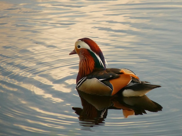 Foto el pato nadando en el lago.