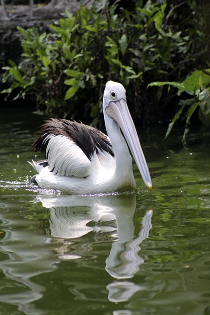 Foto el pato nadando en el lago