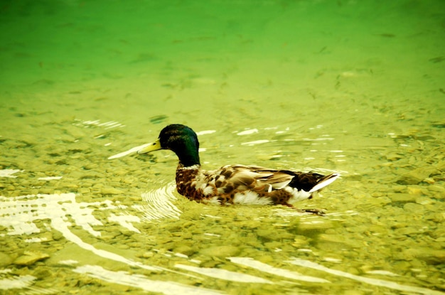 Foto el pato nadando en el lago