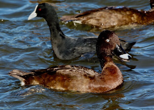 Foto el pato nadando en el lago