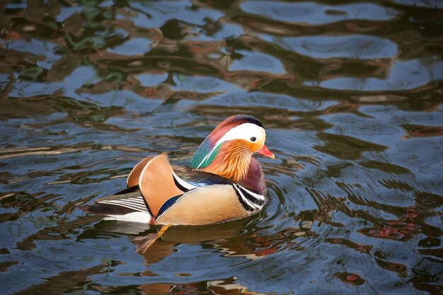 Foto el pato nadando en el lago