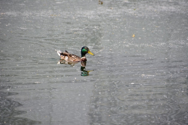 pato nadando na água azul da lagoa