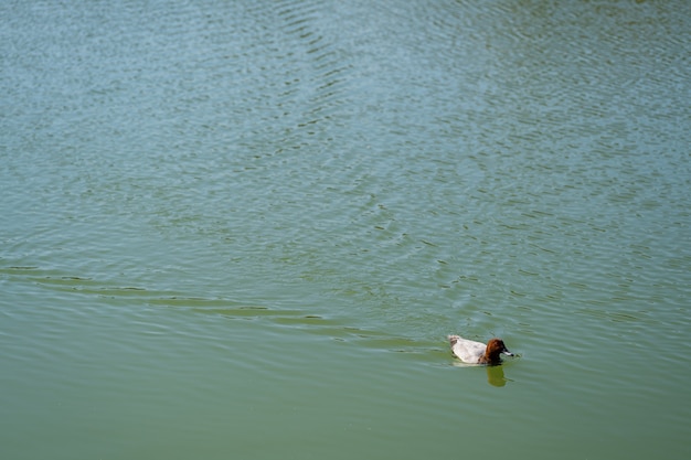 Pato nadando na água do lago